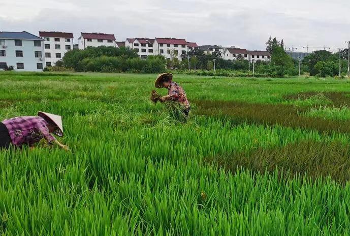 1637201425635822.jpg 微信圖片_20211118100929.jpg